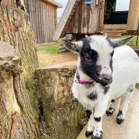 Casa de Férias Elas's Hof - 7ost Rieste